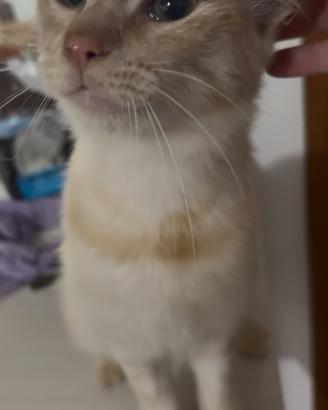 Tony, gatto di 1 anno adozione