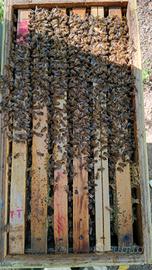 Nuclei d'api mellifera