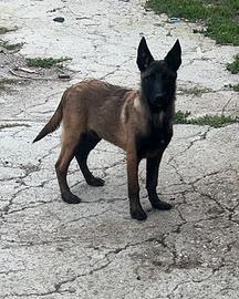 Pastore Belga Malinois