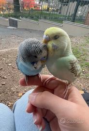 Cocorite piccoli allevate a mano