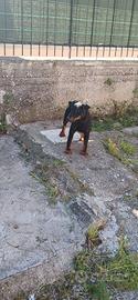 Jagd terrier