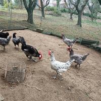 Razza Andalusa e Barbezieux