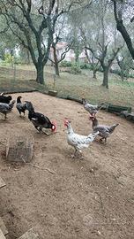 Razza Andalusa e Barbezieux