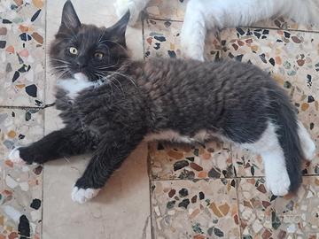 Maine coon di 2.mese   coccolone  di
