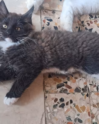 Maine coon di 2.mese   coccolone  di