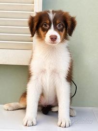 Femmina pastore australiano