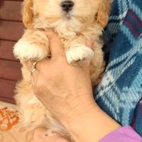 Maltipoo