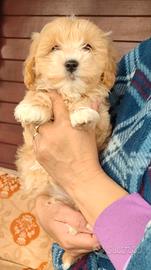 Maltipoo