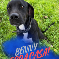 Benny, 1 anno taglia media