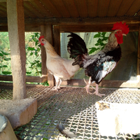 Coppia di gallo e gallina