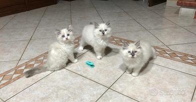 Cuccioli gatto mix persiano e ragdoll