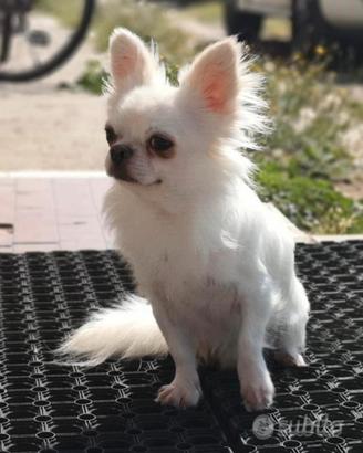 Monta Chihuahua