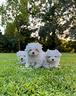 maltesini-cuccioli