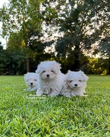 Maltesini cuccioli