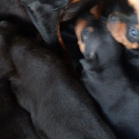 Cuccioli pinscher