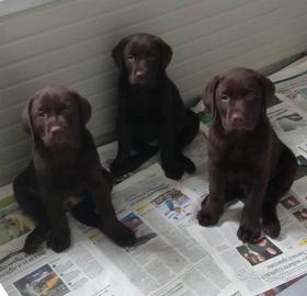 Cuccioli di labrador