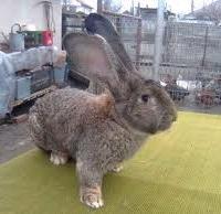 Conigli giganti FIANDRE da 4-5-e6 mesi