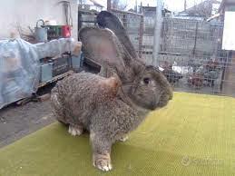 Conigli giganti FIANDRE da 4-5-e6 mesi