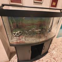 Acquario con mobile 250 litri
