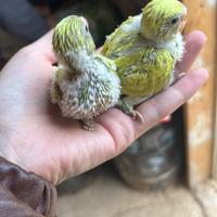 Cocorite allevate a mano