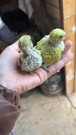 Cocorite allevate a mano