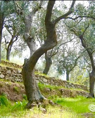 Uliveto in paese