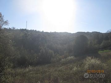 Podere le mandriacce