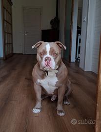 American Bully