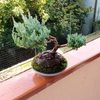 bonsai di ginepro 