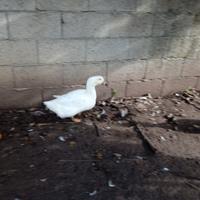 Anatre White Campbell