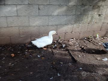 Anatre White Campbell