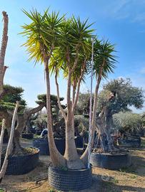 Piante di Yucca