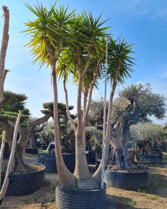 Piante di Yucca