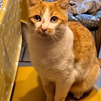 Adozione gatto 4 anni