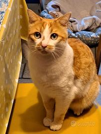 Adozione gatto 4 anni