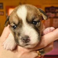 Cuccioli di Jack Russell