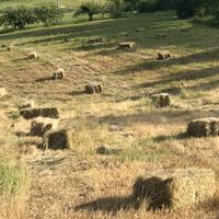 Ballette di foraggio