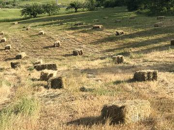 Ballette di foraggio