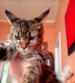 Maine Coon Cucciolona