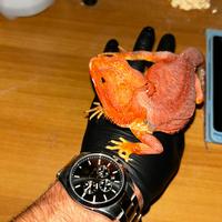 Pogona vitticeps (Drago barbuto)