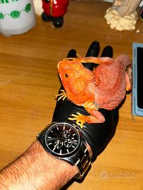 Pogona vitticeps (Drago barbuto)