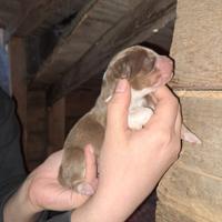 Cuccioli di pastore australiano