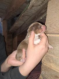 Cuccioli di pastore australiano