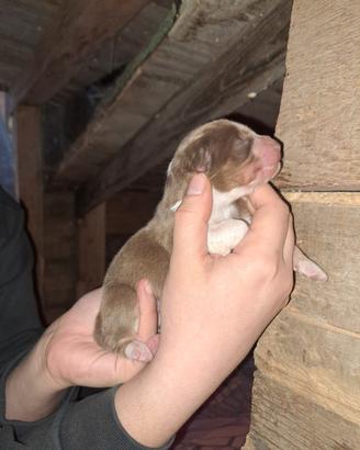Cuccioli di pastore australiano