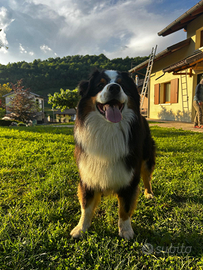 Cane per accoppiamento