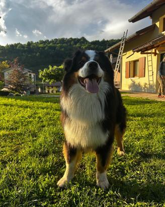 Cane per accoppiamento