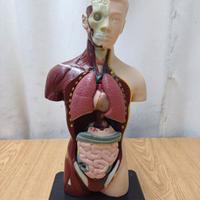 Modello anatomico - Plastica  edu toys - usato 