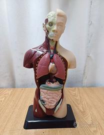 Modello anatomico - Plastica  edu toys - usato 