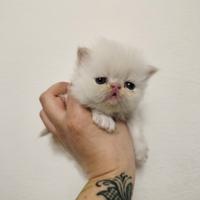 Gatti persiani ipertipici