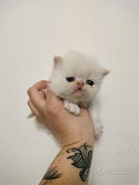 Gatti persiani ipertipici